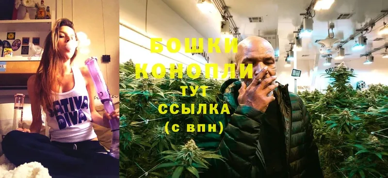 Каннабис OG Kush  Новозыбков 